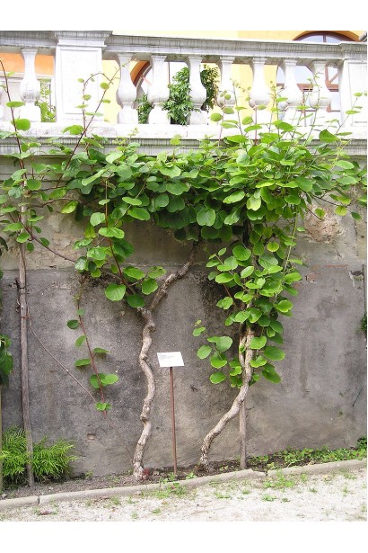 Actinidia Chang Bai Giant ліана